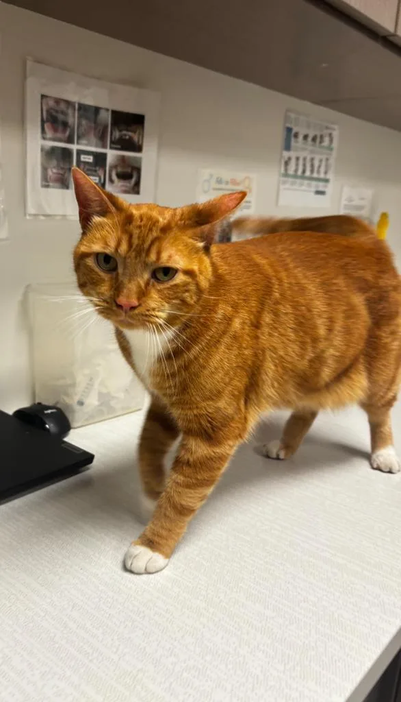 An adult large-sized male American Shorthair cat named Cello for adoption in Greenfield, IN