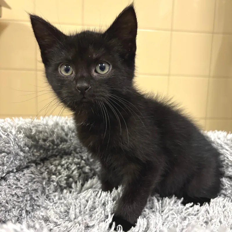 A baby small-sized male Black Domestic Short Hair cat named Forrest for adoption in East Hampton, NY