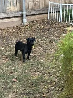 A young small-sized male Dachshund dog named Poke for adoption in Austin, TX