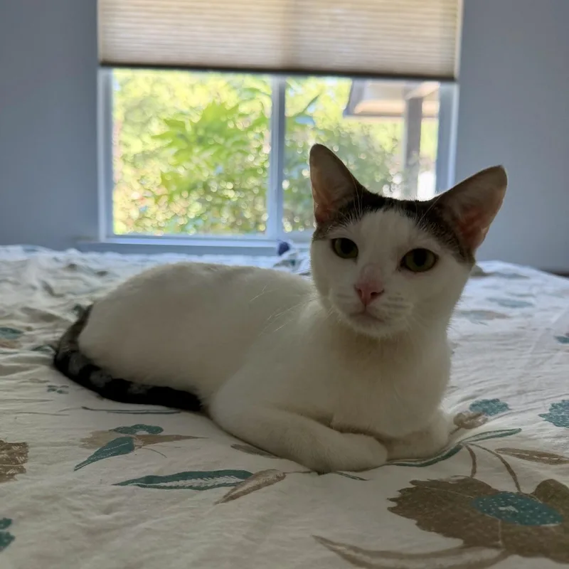 A young medium-sized female White Turkish Van cat named Blossom for adoption in Austin, TX