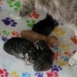 A baby medium-sized male Tabby (Gray / Blue / Silver) Domestic Short Hair cat named Persia Kitt for adoption in Portsmouth, OH