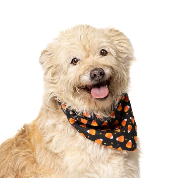 An adult medium-sized male Terrier dog named Luigi for adoption in Salem, OR