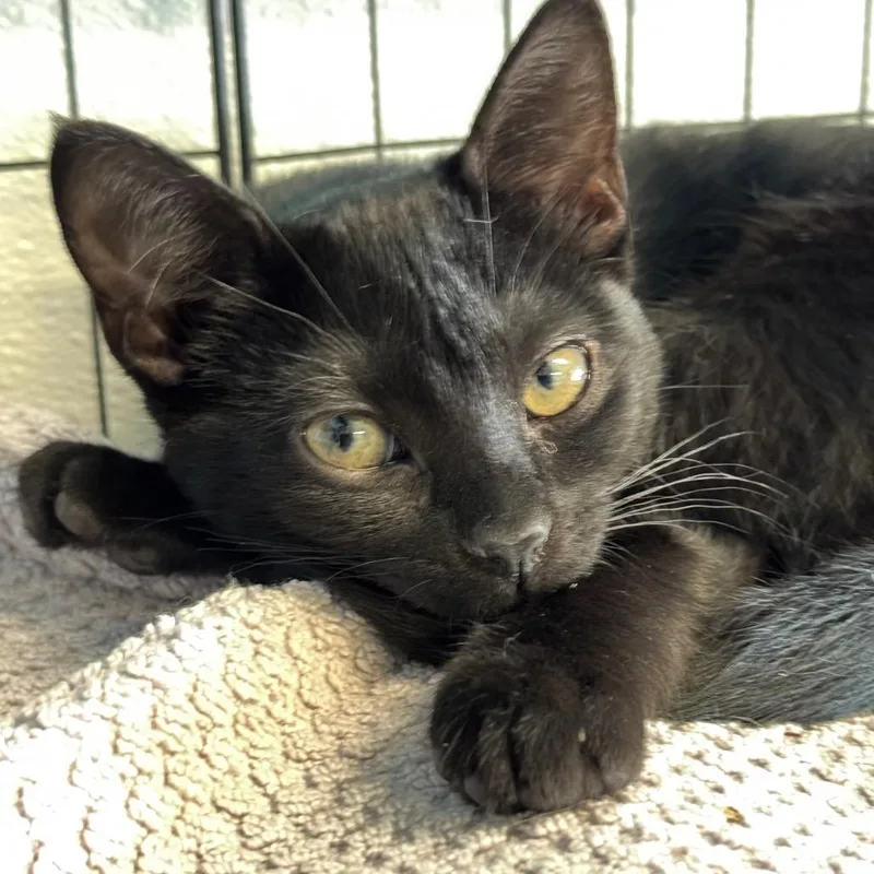 A baby small-sized female Black Domestic Short Hair cat named Bai Bai for adoption in Decatur, GA