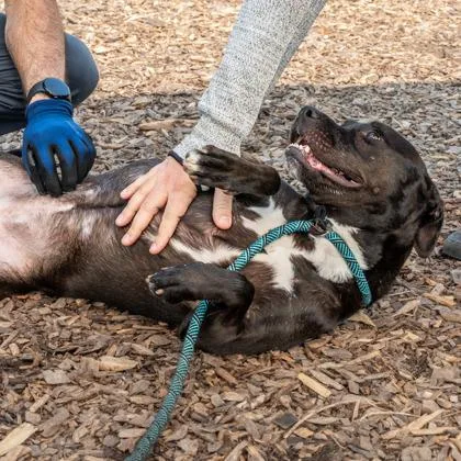 An adult large-sized female Mixed Breed dog named Minty for adoption in Chamblee, GA