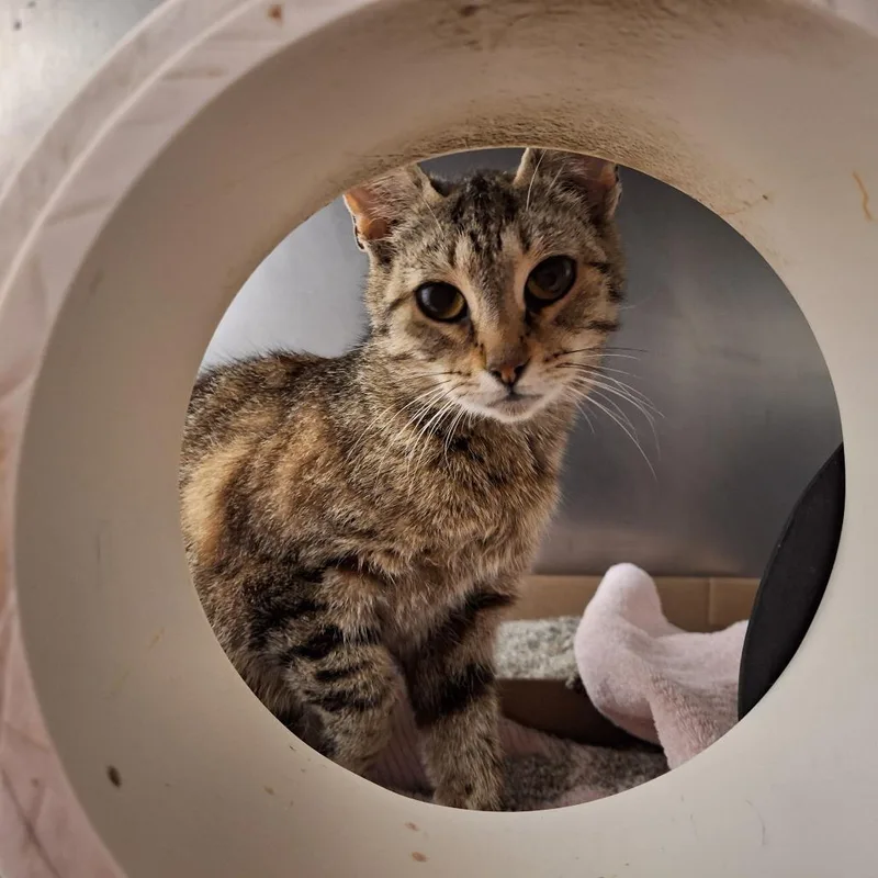 An adult medium-sized female Brown / Chocolate Domestic Short Hair cat named Sofia for adoption in Delaware, OH