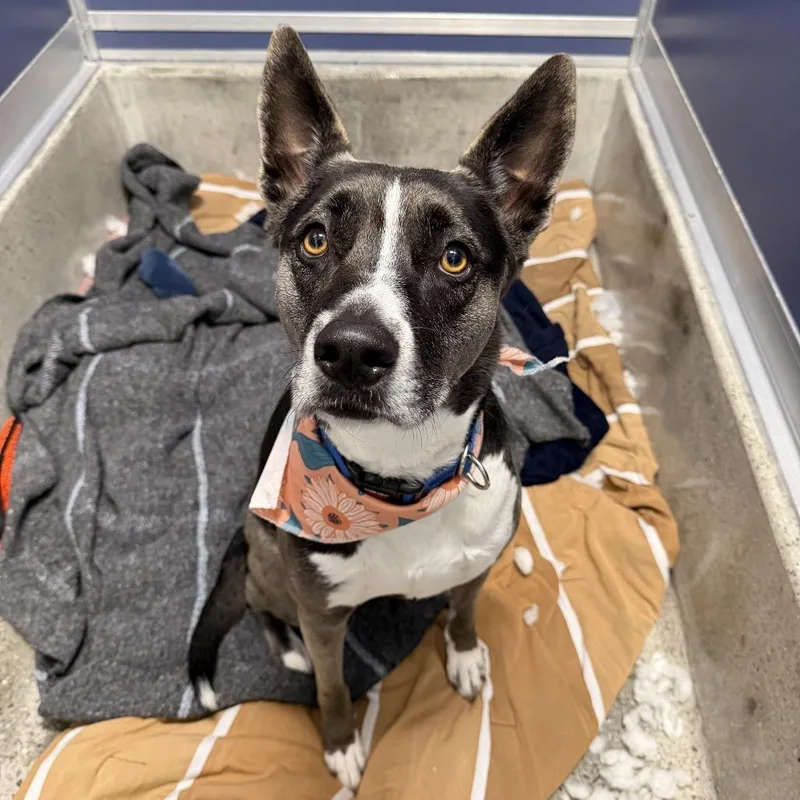 An adult large-sized female Shepherd dog named Rose for adoption in Los Angeles, CA