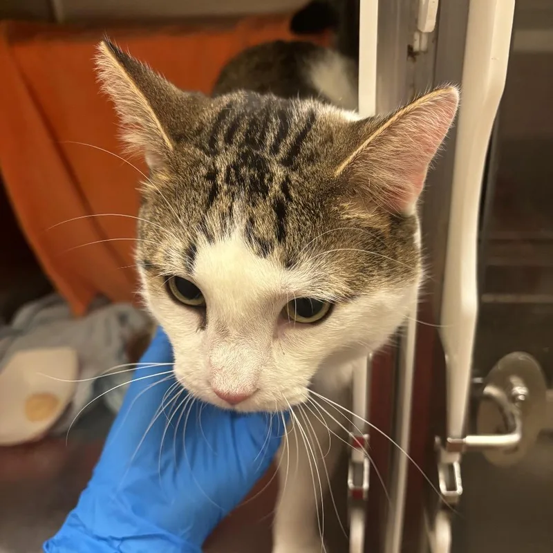 An adult large-sized male Brown / Chocolate Domestic Short Hair cat named Warren for adoption in Council Bluffs, IA