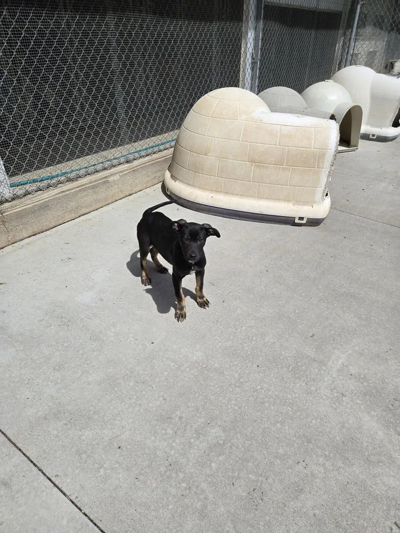 A baby medium-sized male Mixed Breed dog named Randy for adoption in Maquoketa, IA