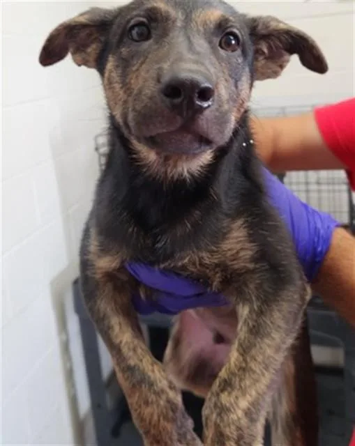 A baby small-sized male Belgian Shepherd / Malinois dog named Gaston for adoption in San Bernardino, CA