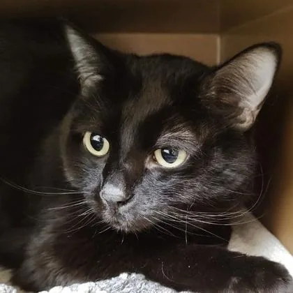 An adult small-sized male Domestic Short Hair cat named Hades for adoption in Burlington, WA