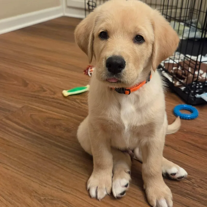 A baby large-sized male Apricot / Beige Great Dane dog named Tahoe for adoption in Bullard, TX