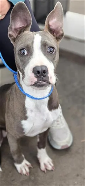 A young medium-sized male Mixed Breed dog named Edward for adoption in Dallas, TX
