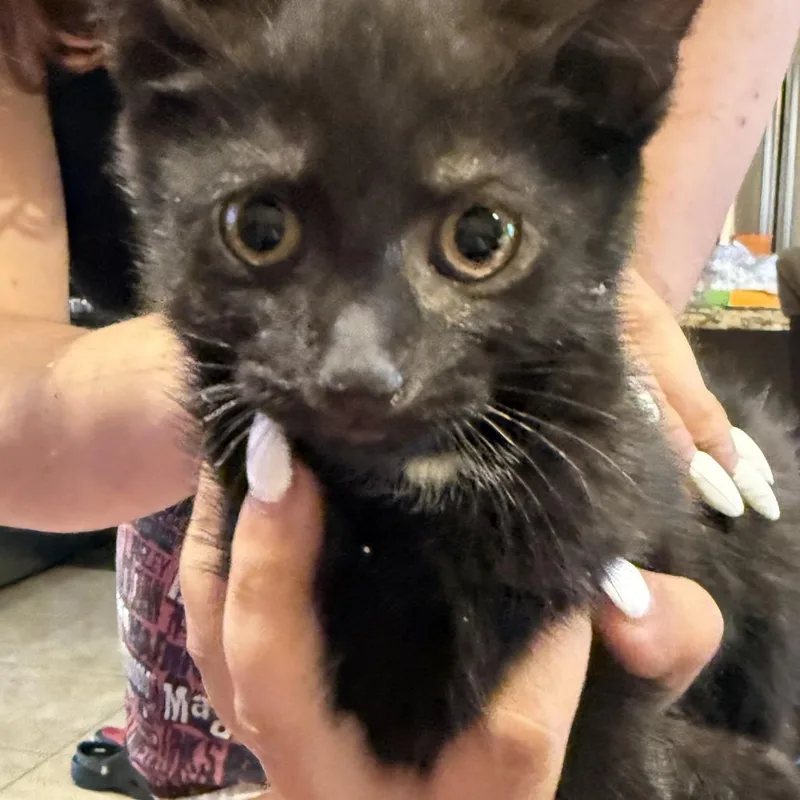 A baby small-sized male Black Domestic Short Hair cat named Duffman for adoption in Middle Village, NY