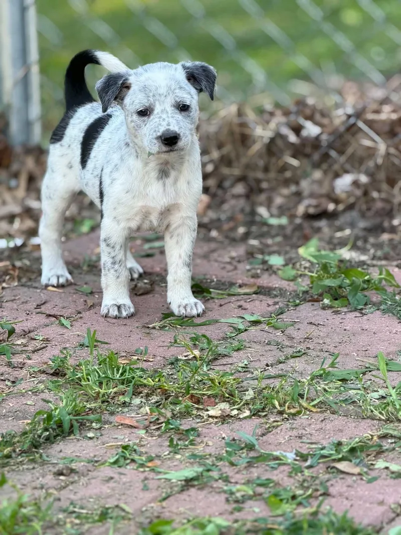 A baby medium-sized female White / Cream Australian Cattle Dog / Blue Heeler dog named Polar Bear for adoption in Dysart, IA