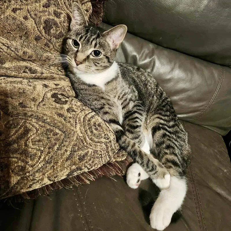 A young medium-sized female Tabby (Buff / Tan / Fawn) Domestic Short Hair cat named Saffron Spice for adoption in Richmond, VA
