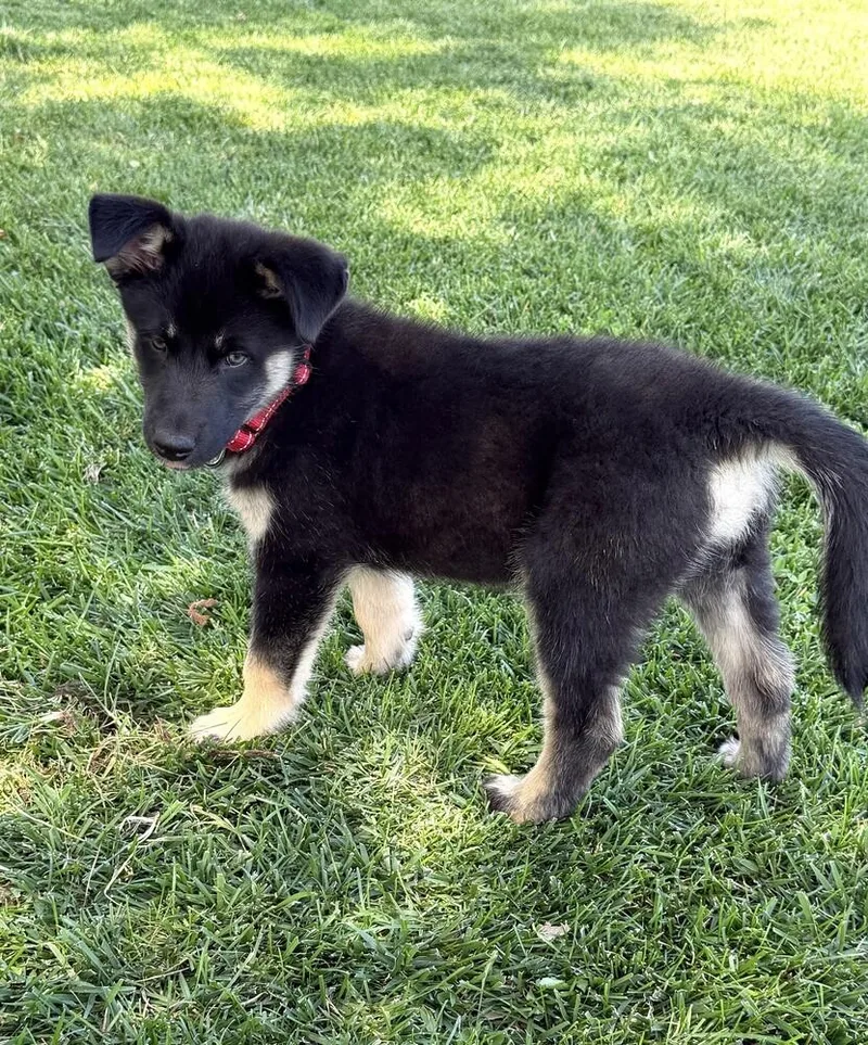 Puppy Diva thumbnail 2