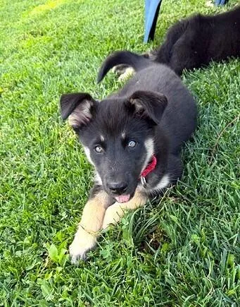 Puppy Diva thumbnail 3