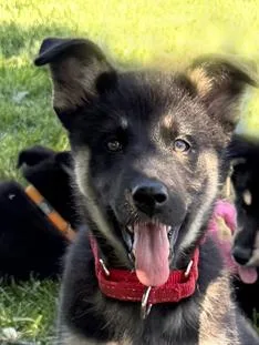 Puppy Diva thumbnail 4