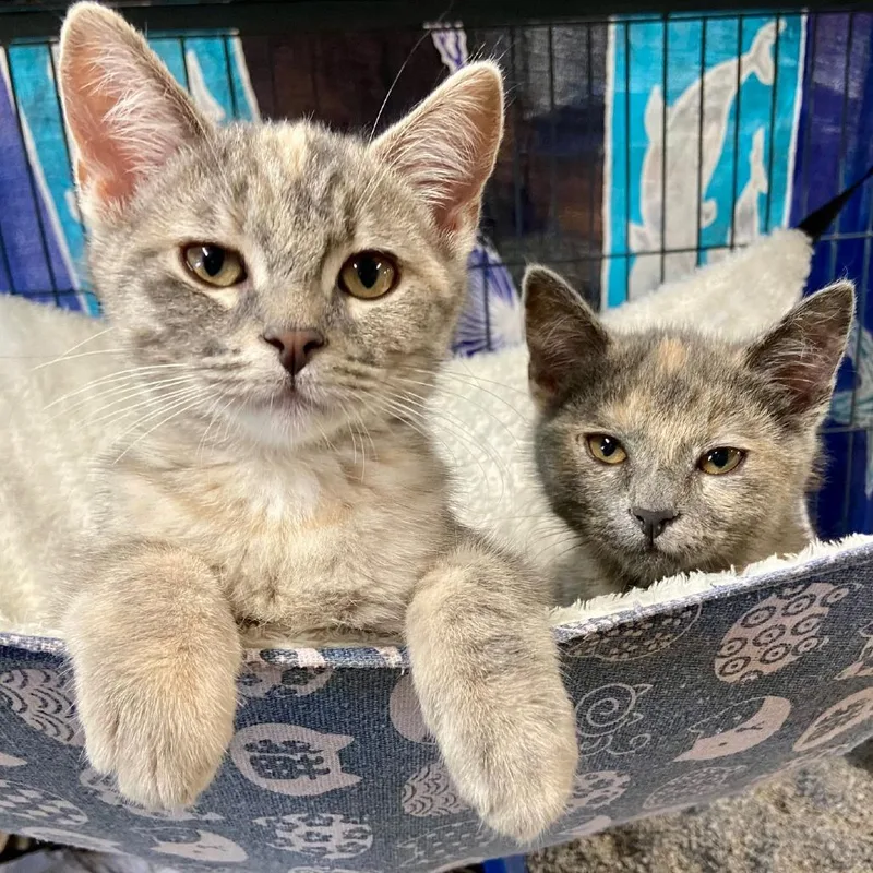 A baby small-sized female Tortoiseshell Domestic Short Hair cat named Opal for adoption in Santa Rosa, CA