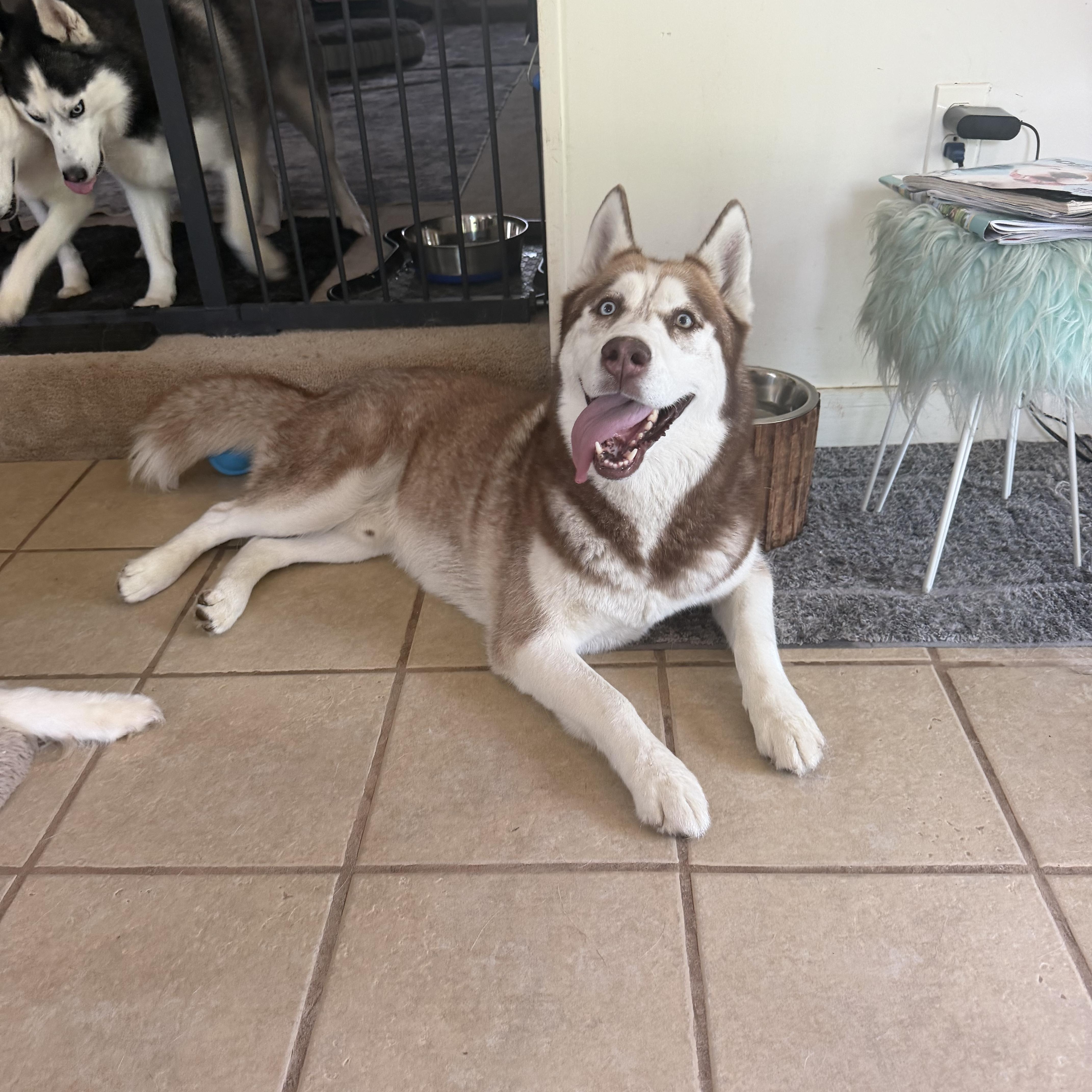 An adult medium-sized male Red / Chestnut / Orange Siberian Husky dog named Mr Egypt for adoption in Spring City, PA