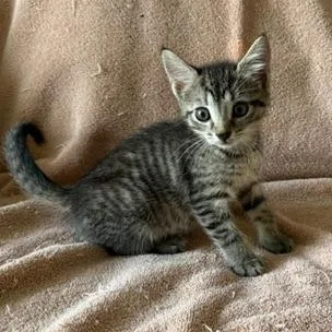 A baby small-sized male Brown / Chocolate Domestic Short Hair cat named Messi for adoption in Lauderhill, FL