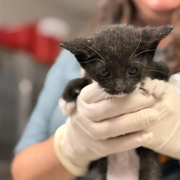 A baby small-sized male Black Domestic Short Hair cat named Tortellini for adoption in Houston, TX