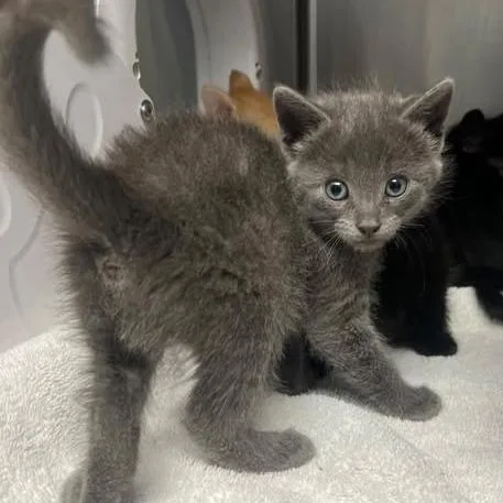 A baby small-sized female Domestic Short Hair cat named Hazel for adoption in Morgan Hill, CA