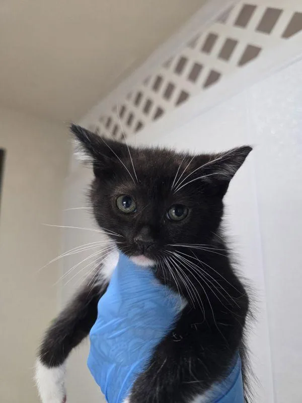 A baby small-sized male Domestic Short Hair cat named Foliage for adoption in Sherwood, OR