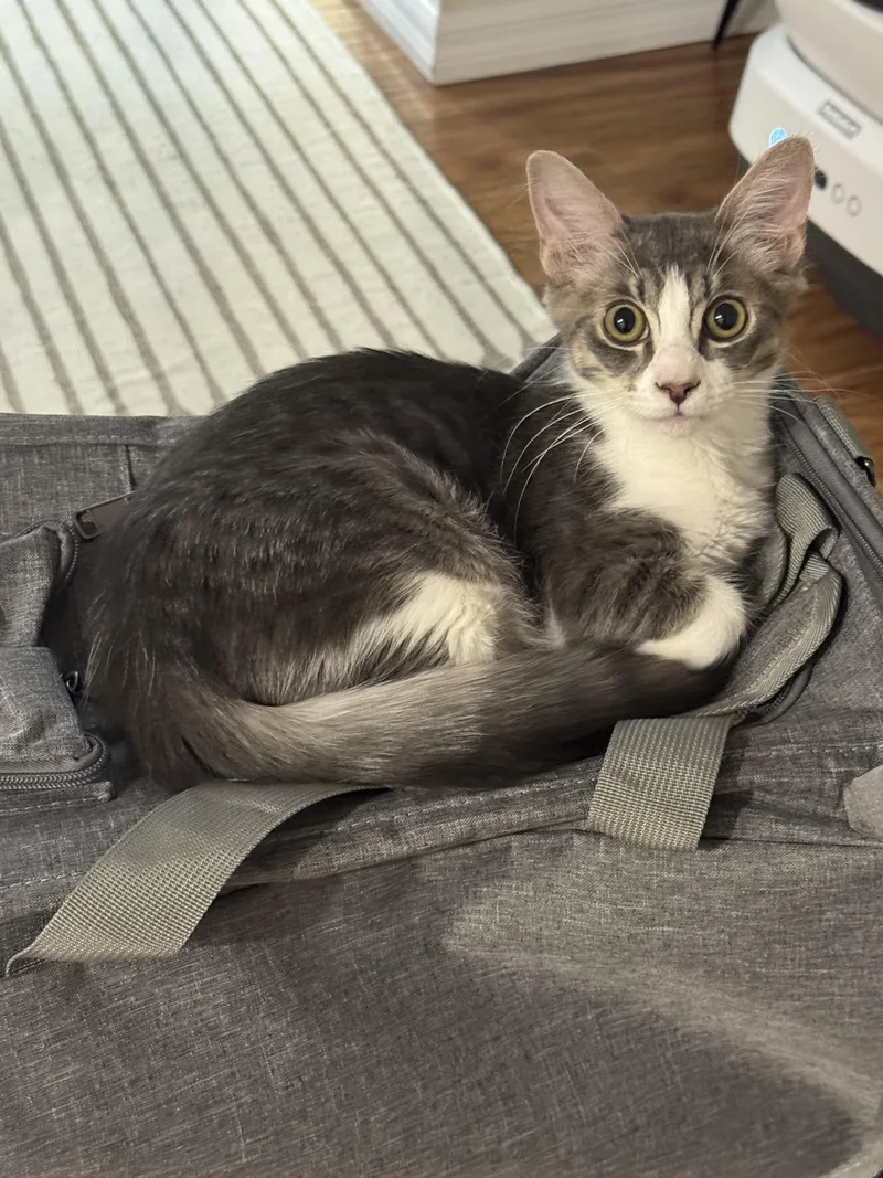 A baby medium-sized male Tabby cat named Bruno for adoption in Van Nuys, CA