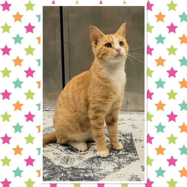 A baby small-sized male Tabby (Orange / Red) Domestic Short Hair cat named Pumpkin for adoption in Buckhannon, WV