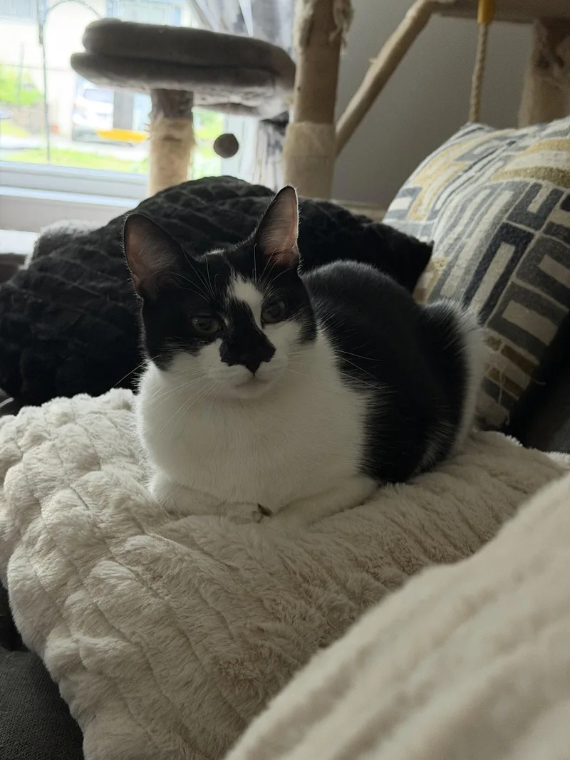 A young medium-sized female Black & White / Tuxedo Domestic Short Hair cat named Gin Gin for adoption in East Derry, NH