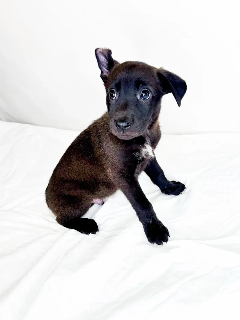 A baby medium-sized male Black Australian Cattle Dog / Blue Heeler dog named Four for adoption in Bixby, OK