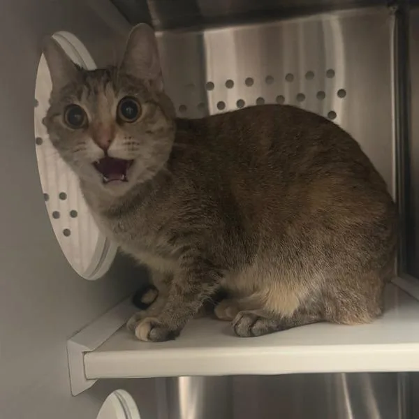 An adult small-sized female Domestic Short Hair cat named Kit Kat for adoption in Des Moines, IA