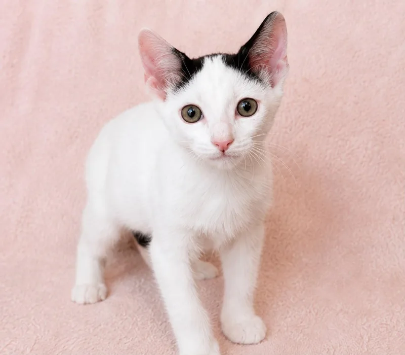 A baby medium-sized male Black & White / Tuxedo Domestic Short Hair cat named Dibu for adoption in Sunrise, FL