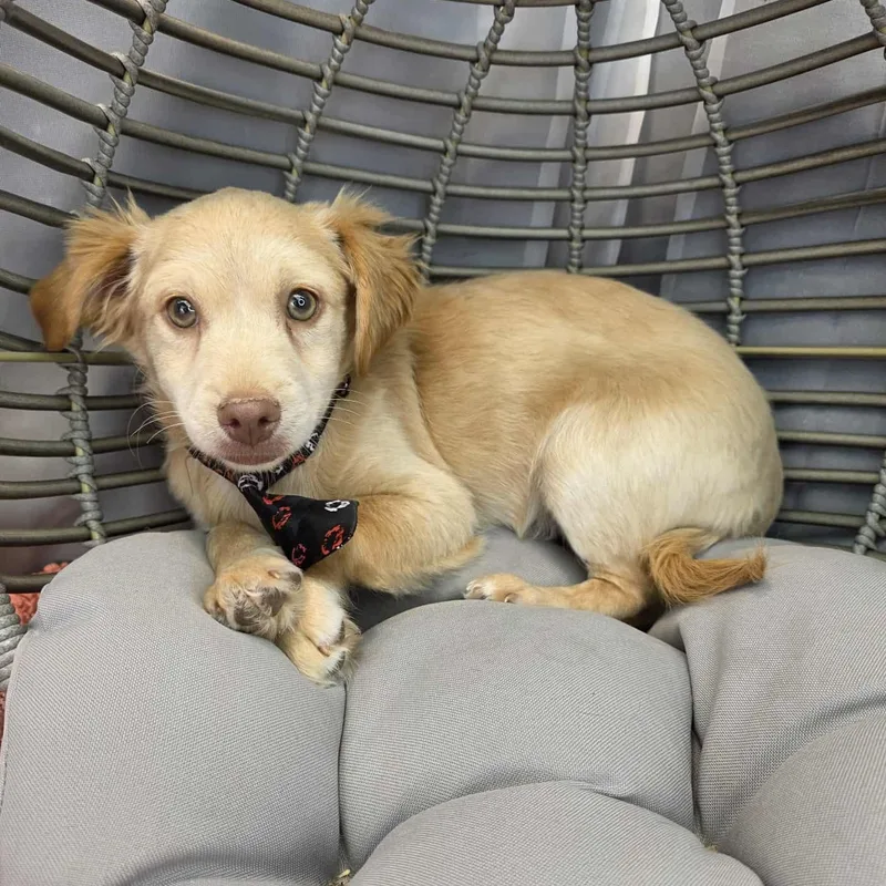 Chicken Little thumbnail 2