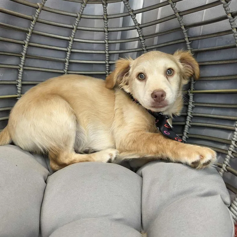 Chicken Little thumbnail 3