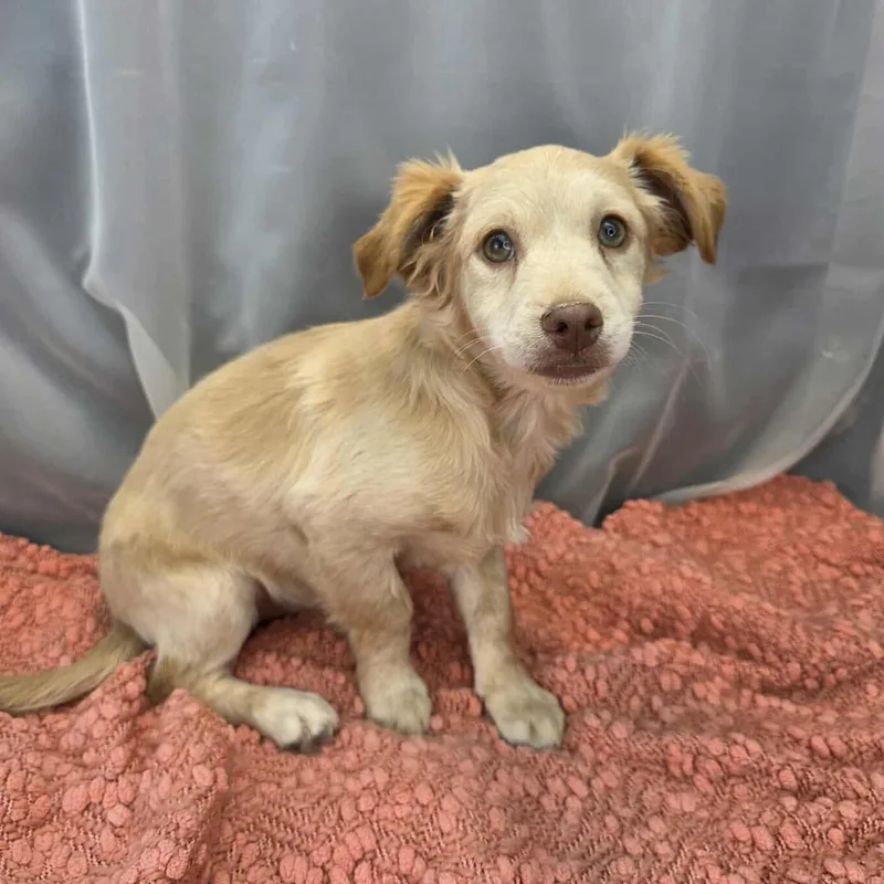 Chicken Little thumbnail 4