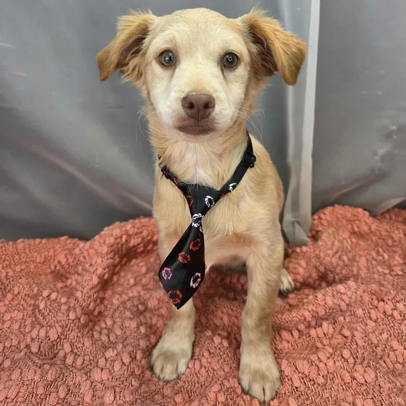 Chicken Little thumbnail 5