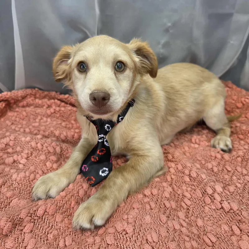A baby small-sized male Apricot / Beige Chihuahua dog named Chicken Little for adoption in Foley, AL