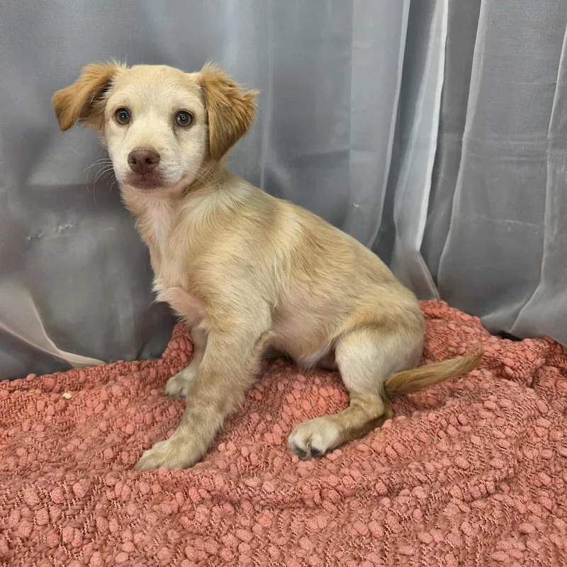 Chicken Little thumbnail 6