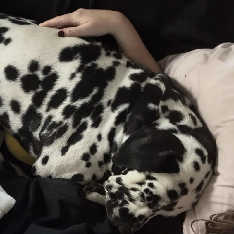 An adult large-sized male White / Cream Dalmatian dog named DougBoston MA for adoption in San Diego, CA