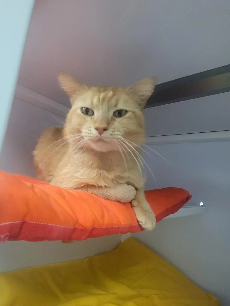An adult medium-sized male Domestic Short Hair cat named Bumble Bee for adoption in Peoria, AZ