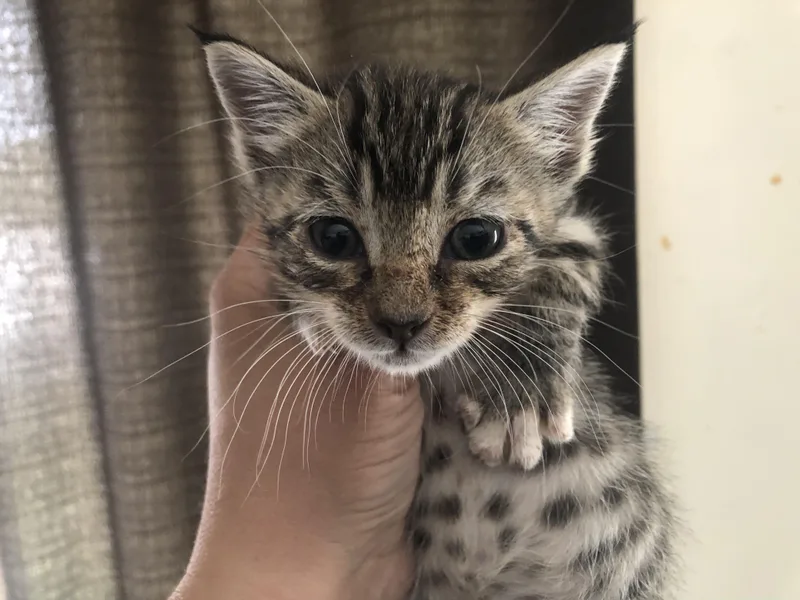 A baby small-sized female Gray / Blue / Silver Domestic Medium Hair cat named Lynx for adoption in Emporia, KS