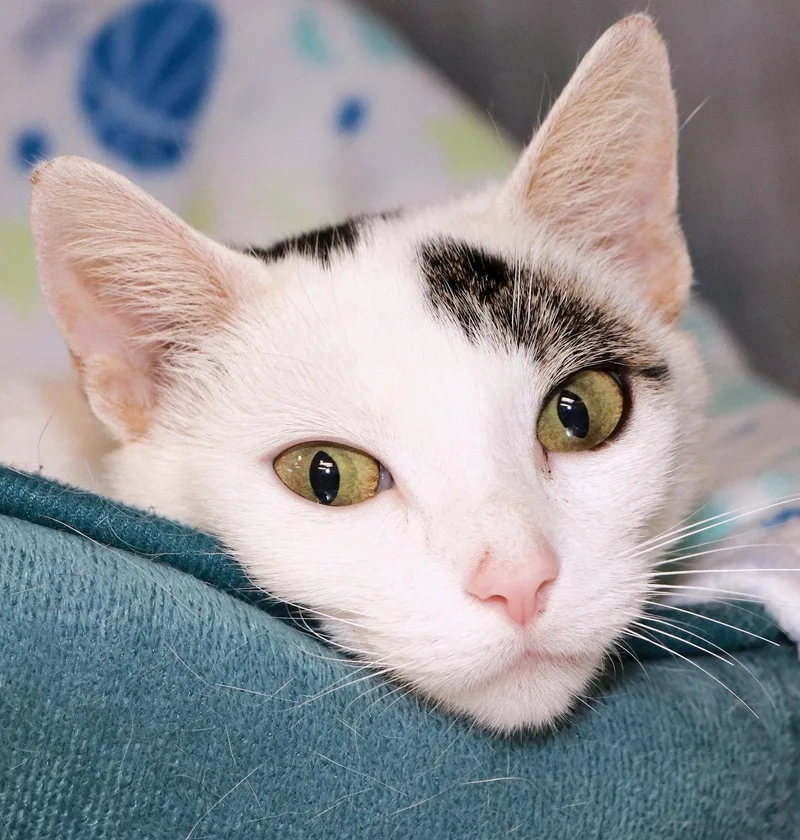 A young medium-sized female White Domestic Short Hair cat named Lulu for adoption in Cincinnati, OH
