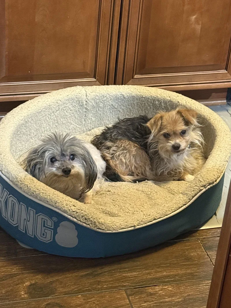 Harrybonded thumbnail 3