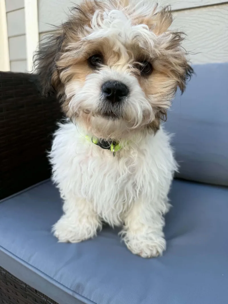 A baby small-sized male White / Cream Shih Tzu dog named Wendell for adoption in Aurora, CO