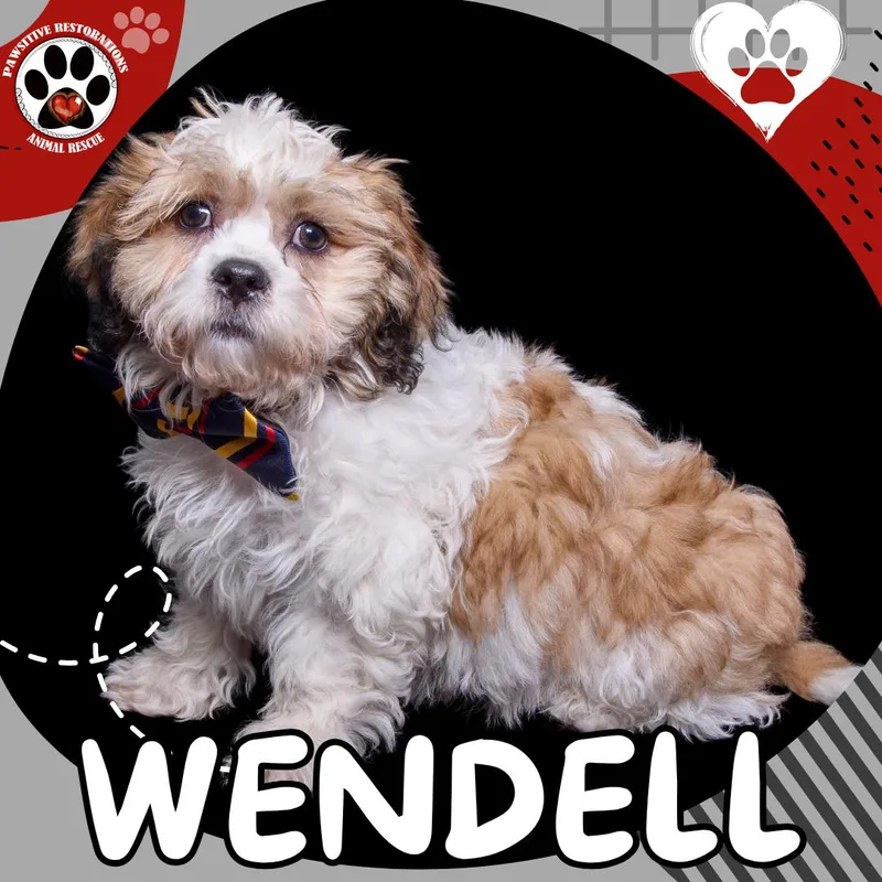 Wendell thumbnail 4