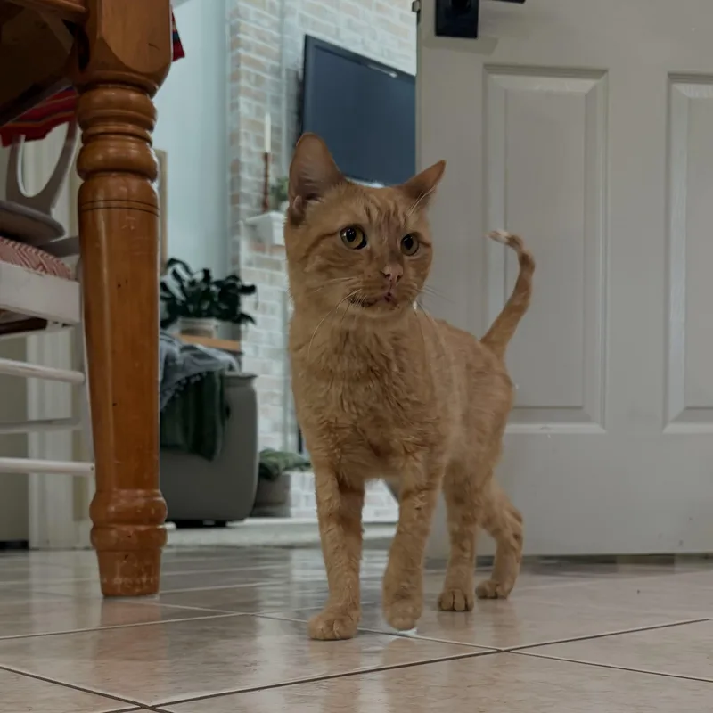 An adult medium-sized male Orange & White Domestic Short Hair cat named Gorgonzola for adoption in North Huntingdon, PA