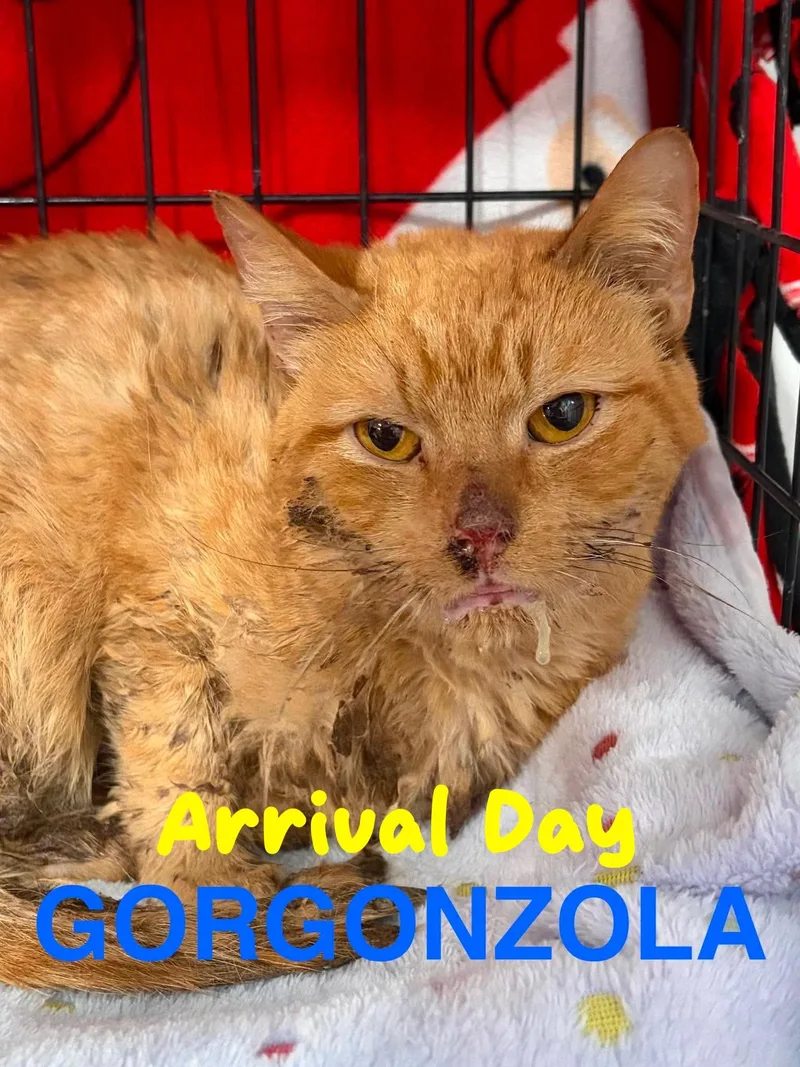 Gorgonzola thumbnail 4