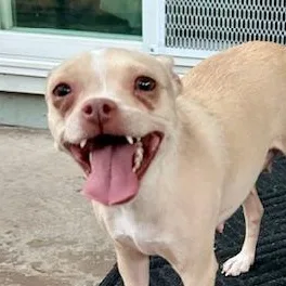 A young small-sized female Apricot / Beige Chihuahua dog named Peaches for adoption in Antioch, CA